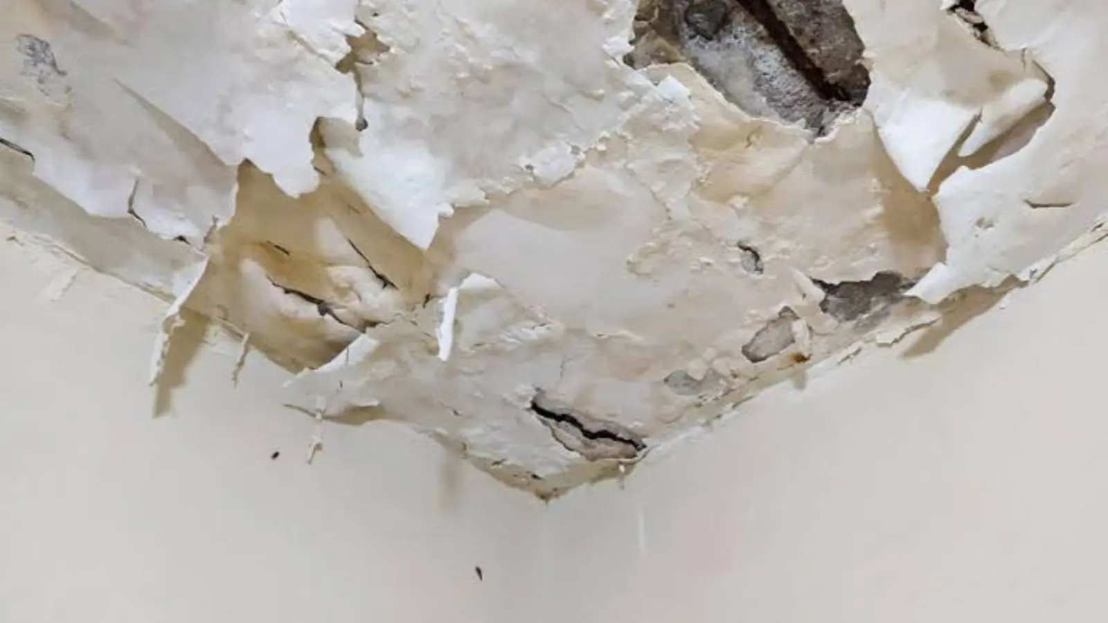 Peeling, stained ceiling paint after a roof or pipe leak